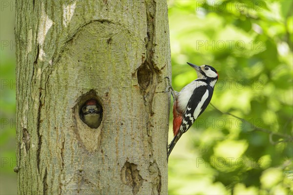 Great Spotted Woodpecker