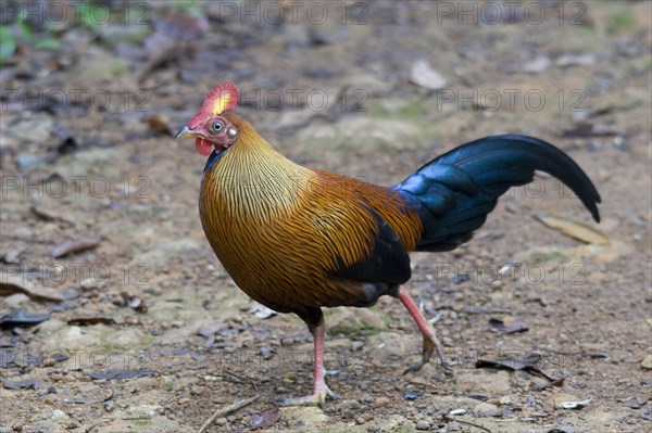 Gallus lafayettii