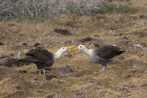 Waved Albatross