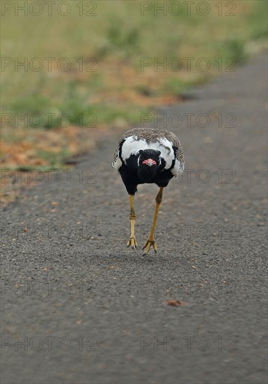 Northern Black Korhaan