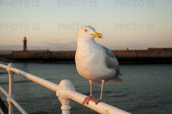 Herring Gull