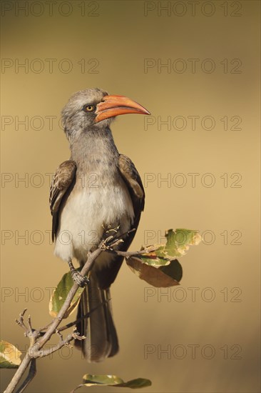 Bradfield's hornbill