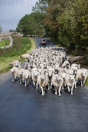 Sheep farming