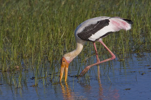 Painted stork