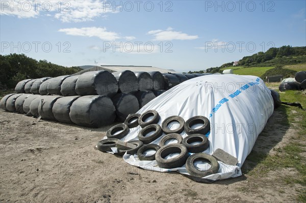 Ag bag silage with large silage bales wrapped in plastic