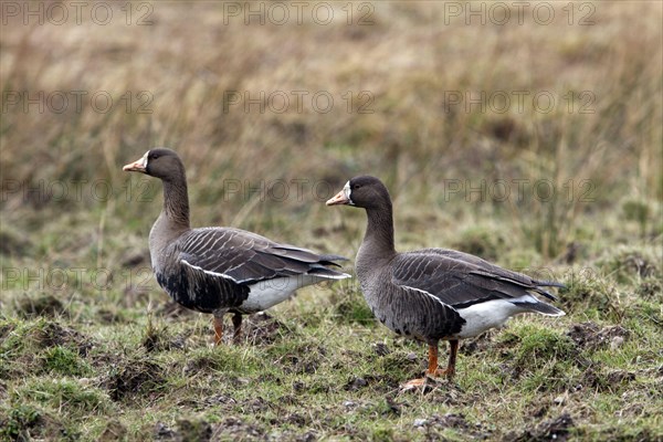 Greater White-fronted Goose