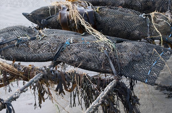 Oyster bed rack at low tide