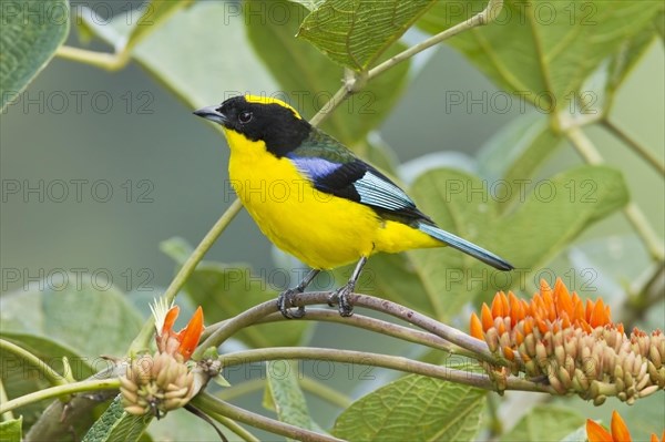 Blue-winged Mountain Tanager