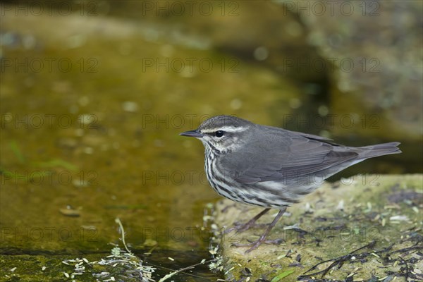 Northern Water Thrush