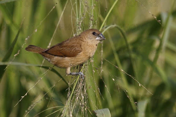 Nutmeg Finch