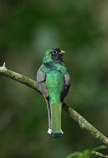 Black-throated Trogon