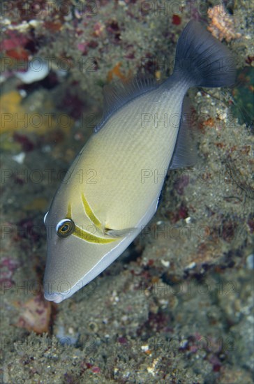 Boomerang triggerfish