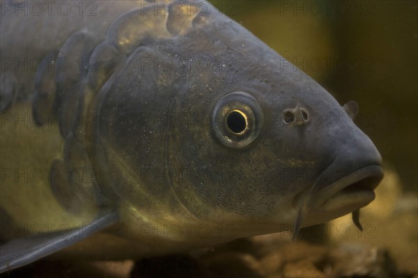 Mirror Carp