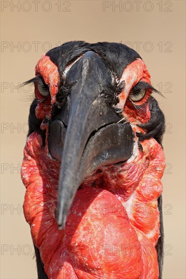 Southern Ground Hornbill