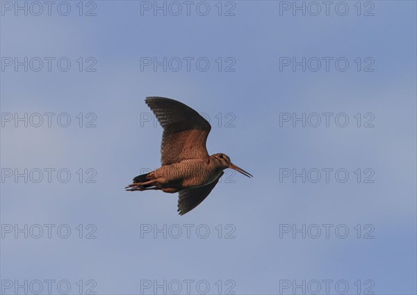 Eurasian woodcock