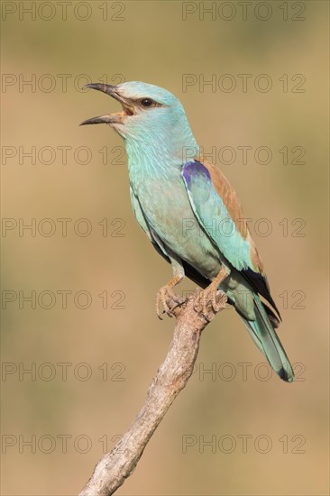 European Roller