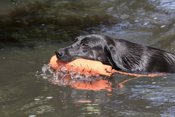 Black Labrador Retriever bitch