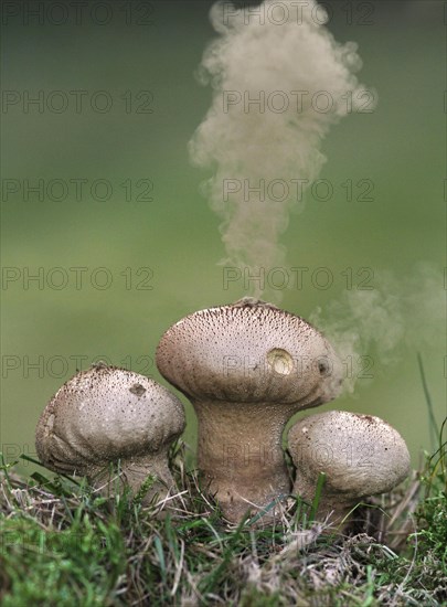 Common puffball