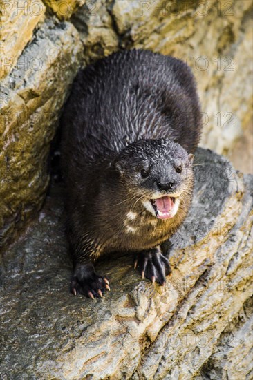 Otter