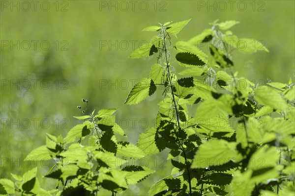 Burning nettle