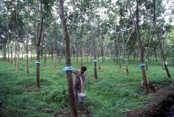 A man collecting rubber milk in Kottayam