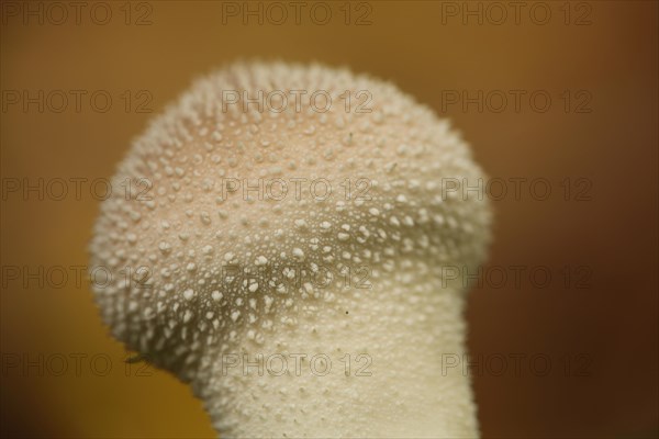 Detail of the common puffball