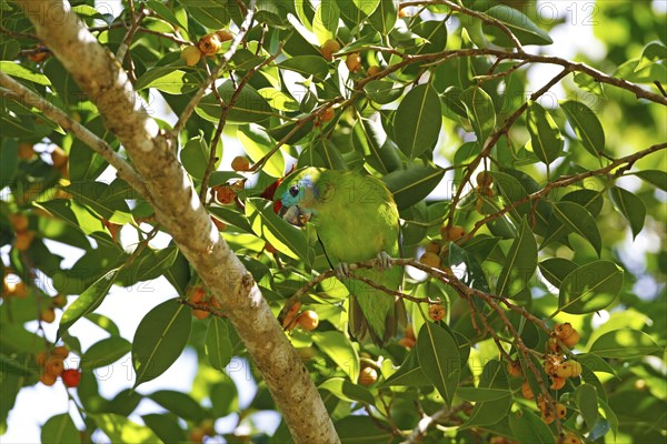 Opopsitta diophthalma