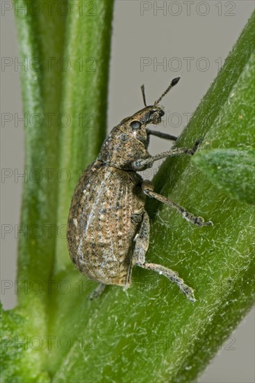 Brown lappet weevil