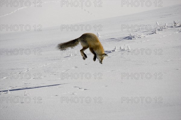 American red fox