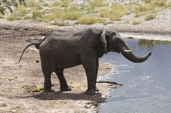 African elephant