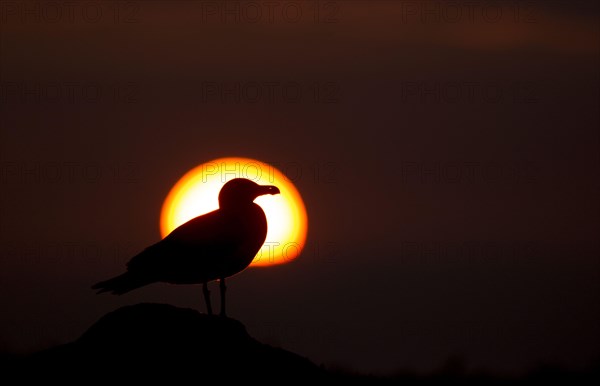 Lesser Black-backed Gull