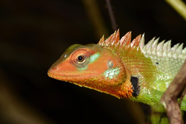 Common Green Forest Lizard adult male