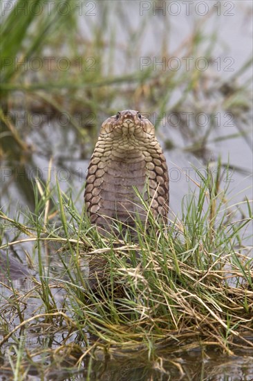 Mozambique Spitting Cobra