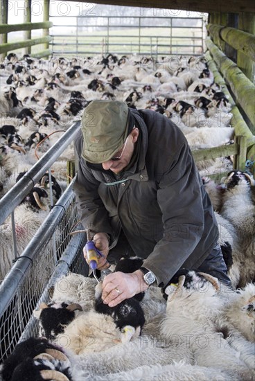 Sheep farming