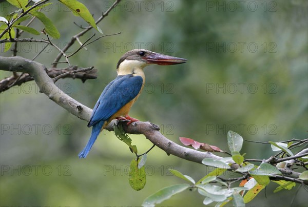 Stork-billed Kingfisher