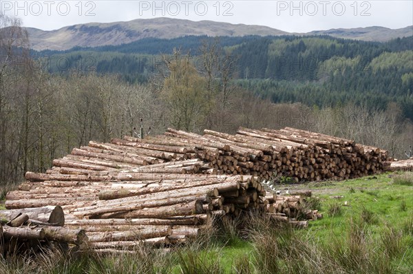 Softwood lumber