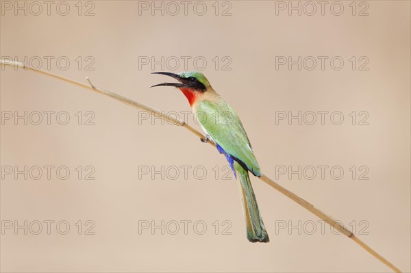 Red-throated bee-eater