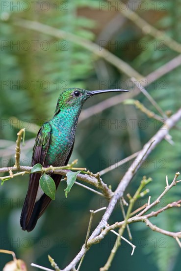 White-vented Plumeleteer