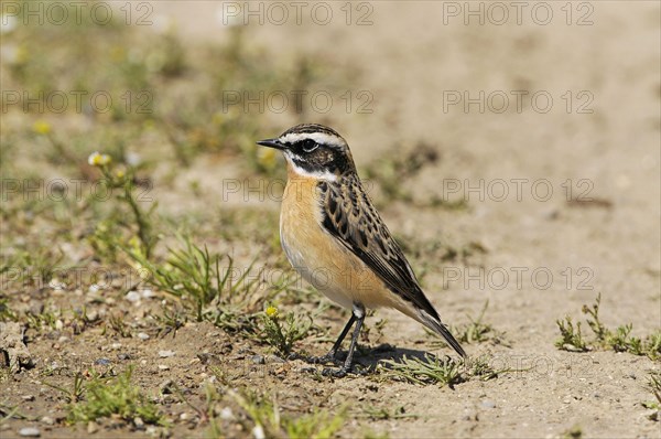 Whinchat