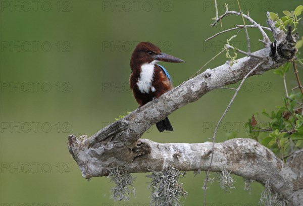 White-throated Kingfisher