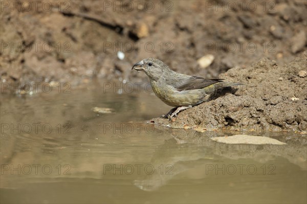 Spruce Crossbill