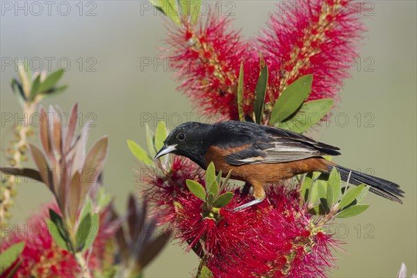 Orchard oriole