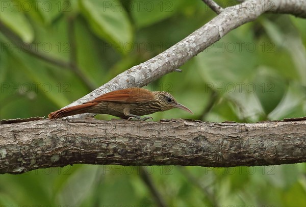 Stripe-headed treecreeper