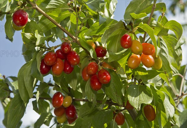 Cornelian Cherry