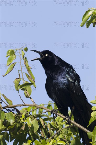 Adult male jackdaw