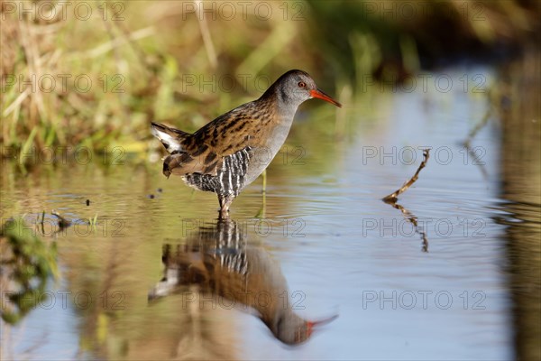 Water Rail