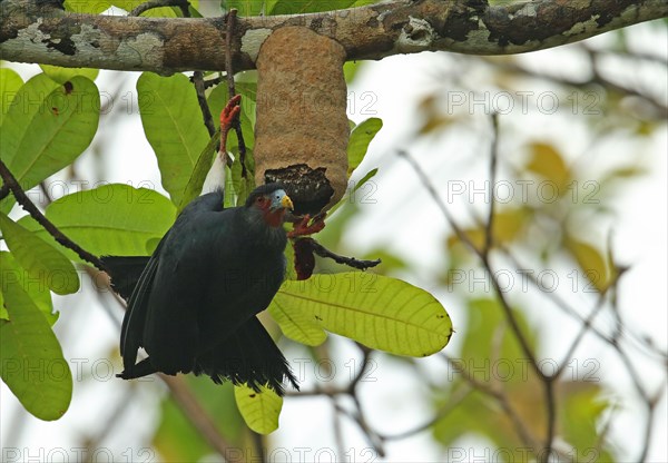 Red-throated caracara