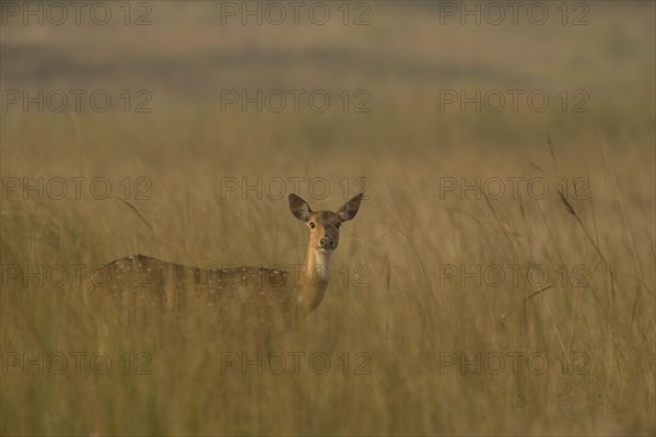 Spotted Deer