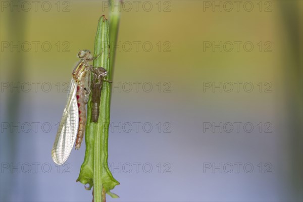 Large Red Damselfly