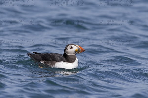 Puffin